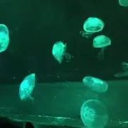 NM(プロフ必読)の画像