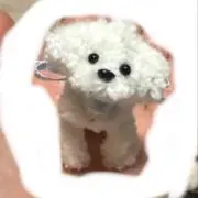 しろいいぬの画像