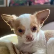 プロフ必読‼️ぴかりんこ☆の画像