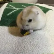 くるみママの画像