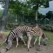 もももの画像