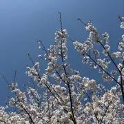 moiの画像