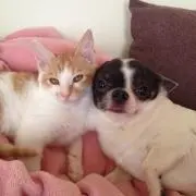 とわこ