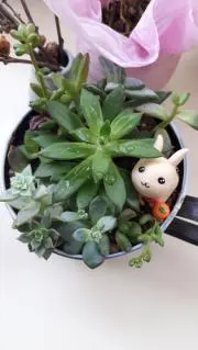 どうだんつづじの画像