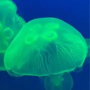 Yoshi