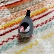 キオの画像