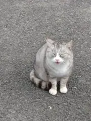 にゃんだふるわーるど　匿名配送変更可能の画像