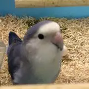すみれ