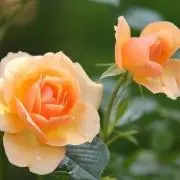 おにぎり★プロフご確認ください★の画像