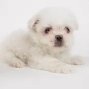 ラスティ