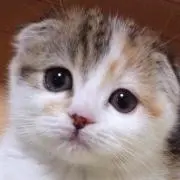 短足耳折れにゃんこ