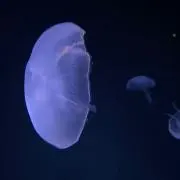 ha___.の画像
