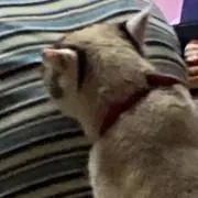 ぶーちゃんの画像