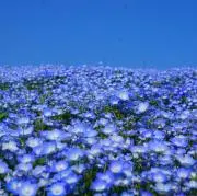 かせきの画像