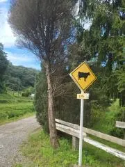 yoshの画像