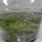 Image of さとちゃん