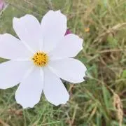 ゆんの画像