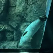 かにの画像