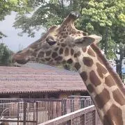 むつみの画像