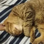 ゲン蔵