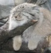 コタの画像