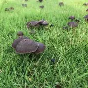 Ruの画像