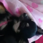 かーの