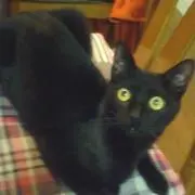 黒の子の画像