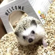 ハリネズミの古着屋