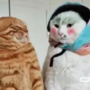 NINの画像