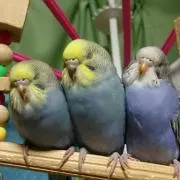 ぽっぽちゃん