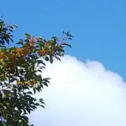 せしあの画像