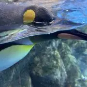 そーし