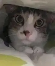 ごっぴー☆プロフご確認下さいの画像