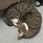 ミルクティーの画像