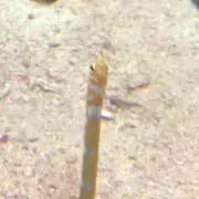 あやめの画像