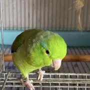 なちゅきの画像