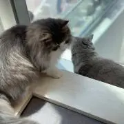 即購入OKです