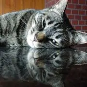 Roki