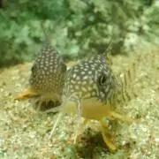 こりどらす