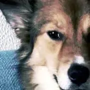ゴルゴ12