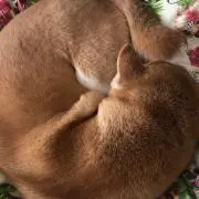 柴　犬の画像