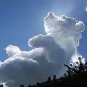 コウだの画像