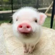 でん。