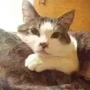 コン