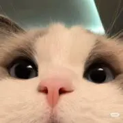 CC