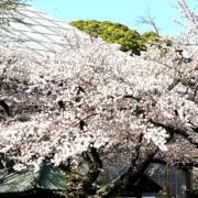 さくら