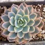 ナチュレの画像