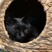 Moonの画像