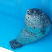 じゅうじゅう